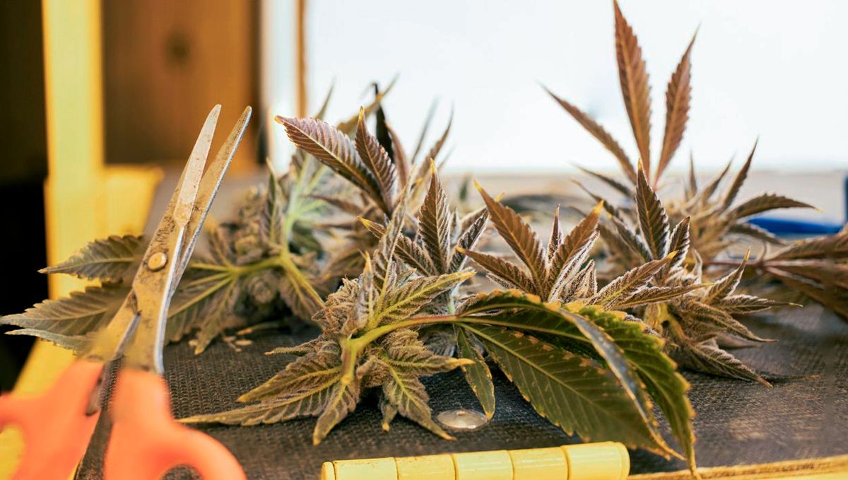 Cosa sono gli avanzi di cannabis