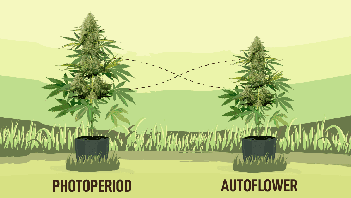 Fast Buds lancia la nuova linea Fastflowering: la scoperta della genetica Fastflowering