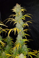 Blue Dream Auto