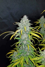 Blue Dream Auto