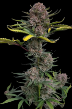 Gorilla Punch Auto