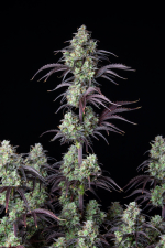 Mimosa Cake Auto