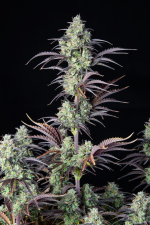 Mimosa Cake Auto