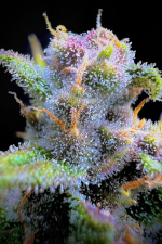 Gorilla Punch Auto