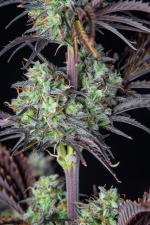 Mimosa Cake Auto