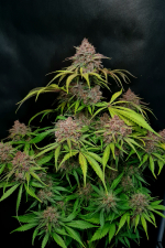 Gorilla Punch Auto