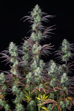 Mimosa Cake Auto