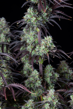 Mimosa Cake Auto
