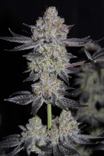 Tropicana Cookies FF