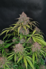 Gorilla Punch Auto