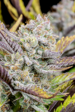 Wedding Glue Auto