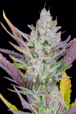 Wedding Glue Auto