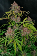 Gorilla Punch Auto