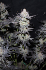 Tropicana Cookies FF