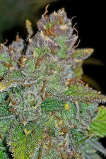 Blue Dream Auto