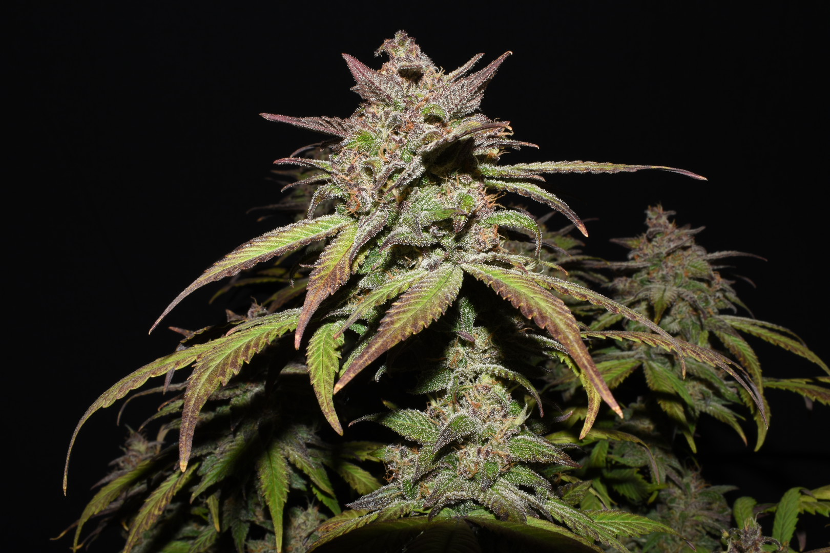 Smoothie Auto