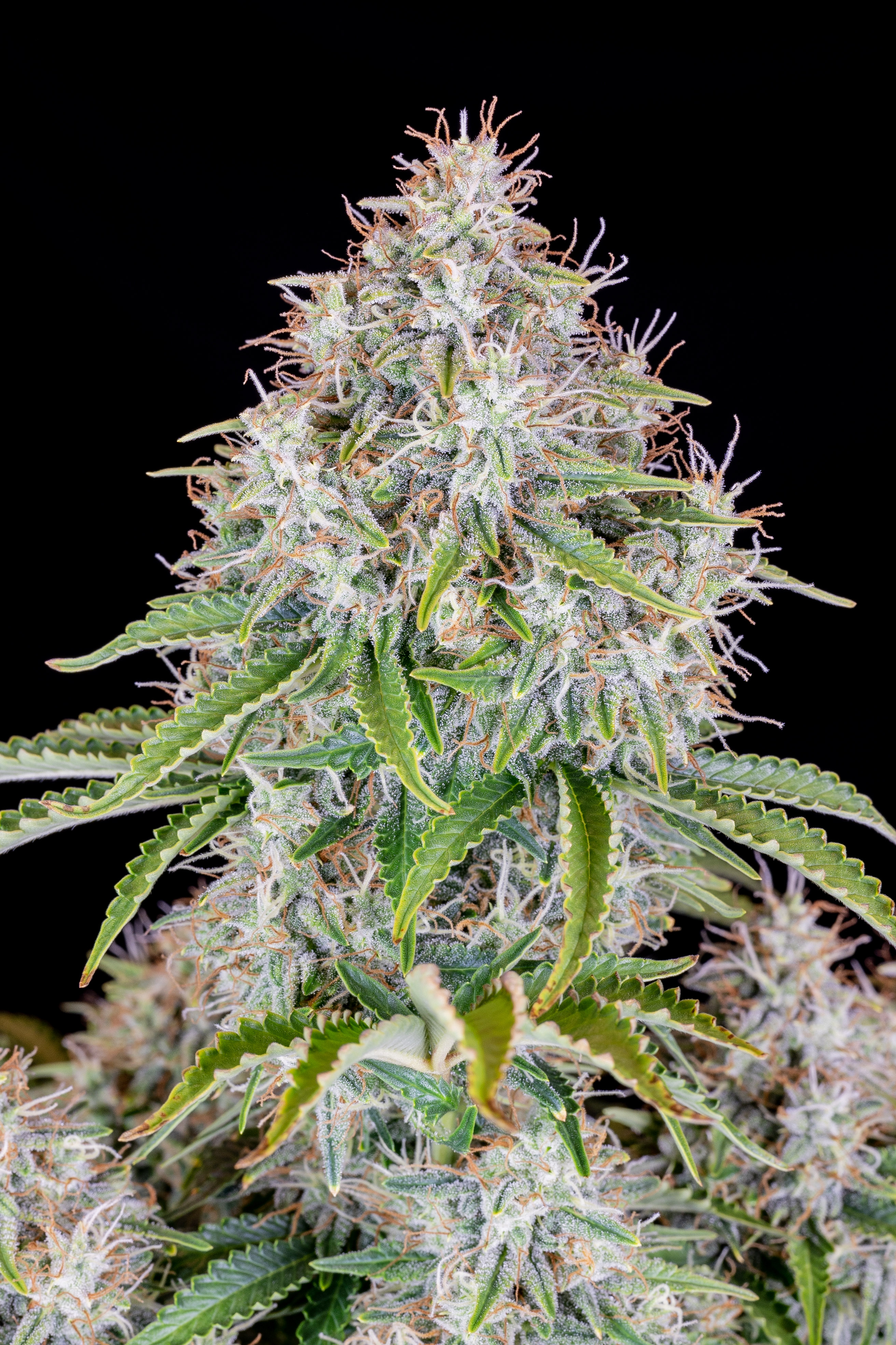 Original Cinderella Auto