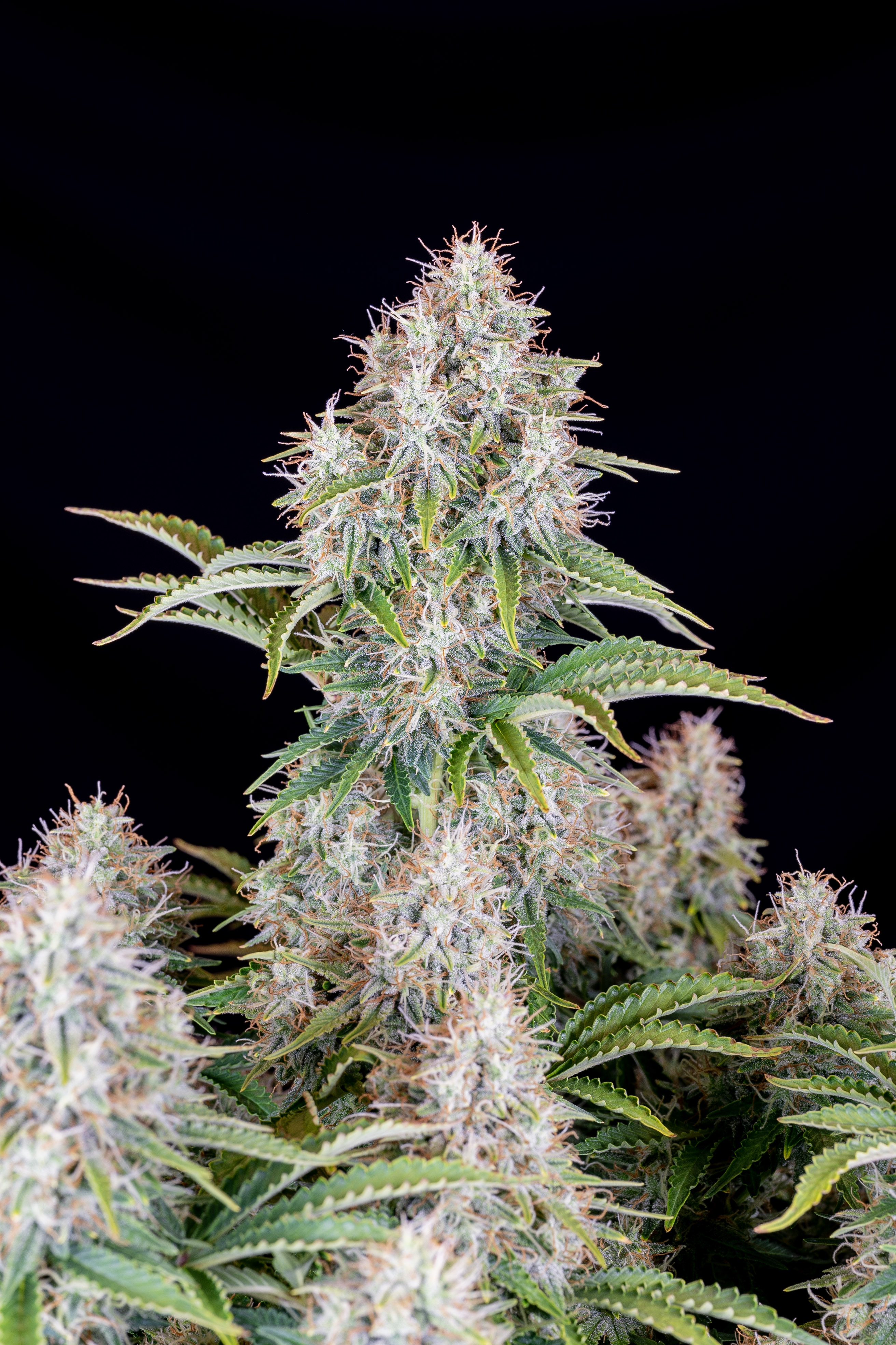 Original Cinderella Auto