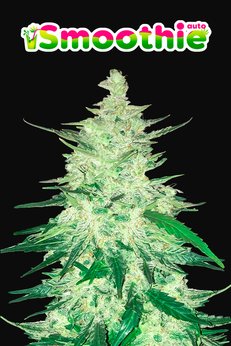 Smoothie Auto