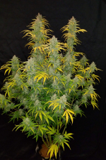 Blue Dream Auto