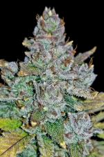 Blue Dream Auto