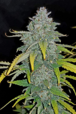 Blue Dream Auto